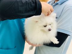 -瑞鹏宠物医院犬猫全科(真大分院)
