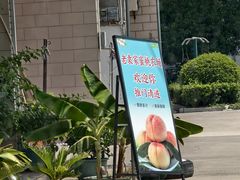 -老袁家蜜桃农场·阳山水蜜桃