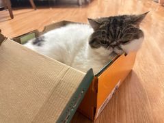 -纳吉亚猫专科动物诊疗中心(蒋宅口分院)