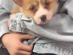 -宠福鑫康馨动物医院·骨科·眼科