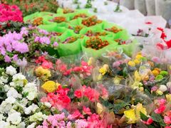 -双季花艺园艺市场(浦东店)
