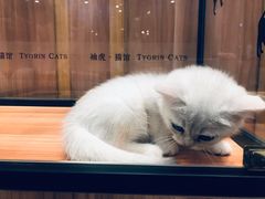 -袖虎·猫馆(体育西路店)