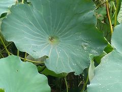 -合肥滨湖国家森林公园