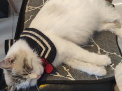 -平行世界·猫咖(首经贸店)