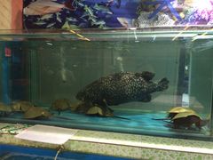 -御唐府海珊瑚主题餐厅