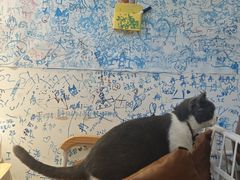 -李小姐の猫咖啡馆(五角场店)