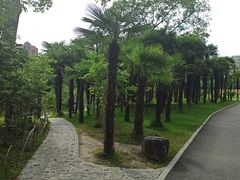 -大宁郁金香公园-停车场