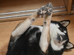 -是阿柴呀！柴犬咖啡·爱喵喵猫咖