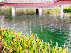 -西北湖绿化广场