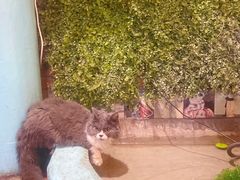 -猫小院猫主题咖啡厅(北锣店)