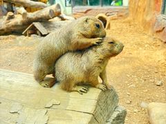 -大连森林动物园