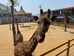 -西霞口神雕山野生动物世界