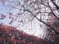 -顺峰山公园