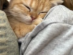 -老吴的猫·猫舍(新区店)