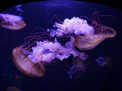 -成都浩海立方海洋公园