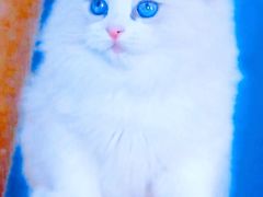 -十年猫舍·猫咪专门店(普陀店)