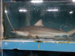 鲨鱼-浪琴湾尾角仔海鲜坊