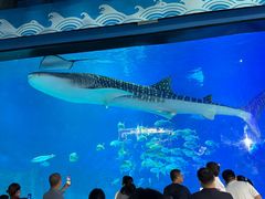 -烟台海昌鲸鲨海洋公园