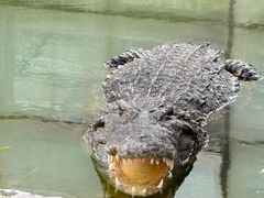 -石家庄市动物园