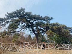 -北京西山国家森林公园