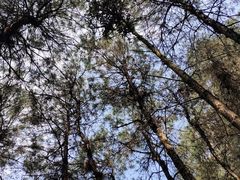 -铁山坪森林公园