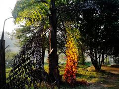 -广西壮族自治区药用植物园