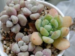 -宝鸡东道花鸟鱼虫市场(吉利花园商场店)
