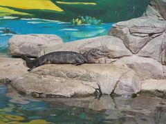 -上海海洋水族馆