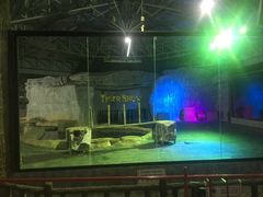 -清迈夜间动物园