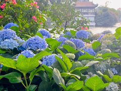 -荔湾湖公园