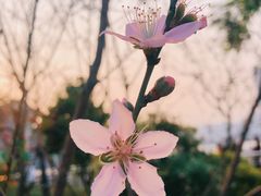 -狐尾山公园
