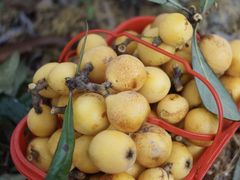 -塘栖枇杷特色园区