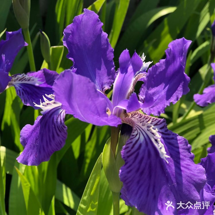 美丽的鸢尾花