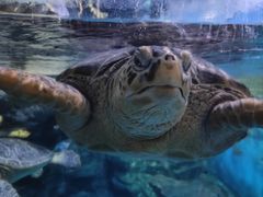 -烟台海昌鲸鲨海洋公园