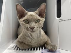 -PETKIT 小佩宠物·德文赛凯猫舍