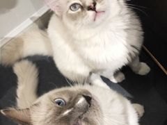 -Heymao猫咖.咖啡厅(东门店)