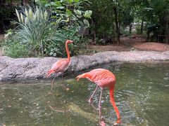 -ZOO COFFEE动物园咖啡(红山森林动物园店)
