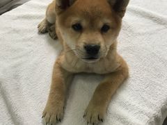 -惠康宠物医院(华能路店)