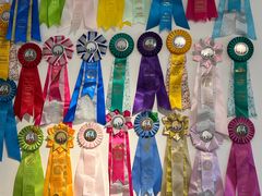 -有喵·猫咖·狗咖·30几只猫10只小狗(岗厦店)