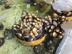 -三亚相缘海鲜·烧烤·糟粕醋(三亚湾店)