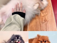-和它·交个朋友·狗咖猫咖(爱琴海店)