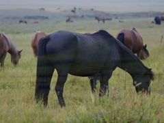 -塞罕坝国家级自然保护区