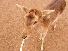 -北京麋鹿生态实验中心