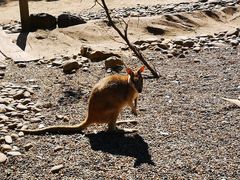 -费瑟代尔野生动物园