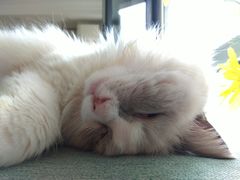 -鼓捣猫呢主题猫咖店