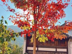 -婺源风景区