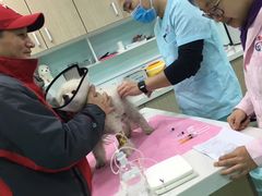 -北京观赏动物医院·24小时大型综合·猫专科·异宠专科
