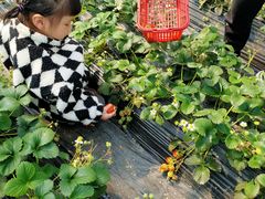 -前小桔亲子创意农场·草莓采摘·露营烧烤