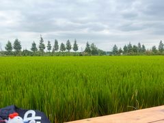 -上海海湾国家森林公园