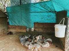 -歌斐颂巧克力小镇